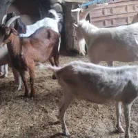 تعدادی میش رومانف و بز سانن|حیوانات مزرعه|خاوران, |دیوار