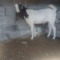 چپشت پتیری گلابی