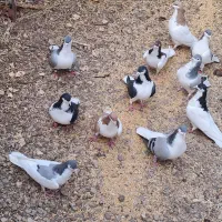 سلام تعداد ۱۱ عددکبوتررنگی جفت ۱ ملیون