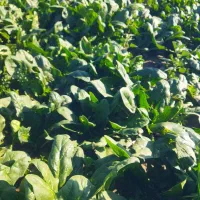 اسفناج|خوردنی و آشامیدنی|کاشان, حسن آباد|دیوار