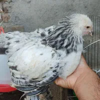 جوجه برهما مرغ خروس برهما وارداتی تخم نطفه دار|حیوانات مزرعه|تهران, تهرانسر شرقی|دیوار