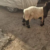 بره کله زنگی|حیوانات مزرعه|صمصامی, |دیوار