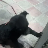 سگ .|سگ|هشتگرد, شهرک راه آهن|دیوار