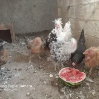 مرغ وخروس|حیوانات مزرعه|اصفهان, زاجان|دیوار