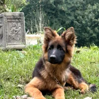 ژرمن ماده موبلند|سگ|رشت, بلوار گیلان|دیوار