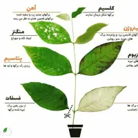 نیرو خانم کارشناس فروش کودهای ونهاده کشاورزی