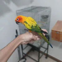 طوطی خورشیدی همراه با قفس