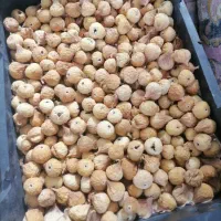 انجیر|خوردنی و آشامیدنی|شیراز, شهرک مدرس|دیوار