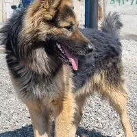 سگ ژرمن شولاین تربیت شده