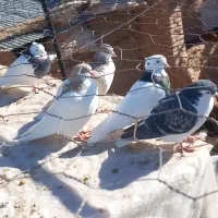 کبوتر|پرنده|اسفراین, |دیوار