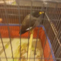 مینا سر حال|پرنده|قم, وادی السلام|دیوار