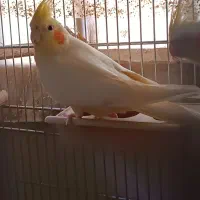 عروس هلندی نر ماده و تکی و جوجه