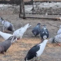 تعداد سنگین آجیل تاکستانن وسلام