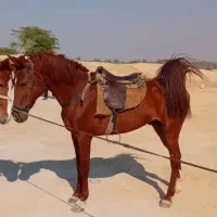 اسب سواری|اسب و تجهیزات اسب‌سواری|برازجان, |دیوار