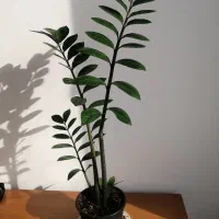 گل طبیعی زاموفیلیا|گل و گیاه طبیعی|شیراز, باغ تخت|دیوار