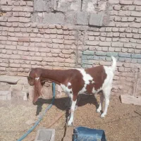بز وکره پاکستانی|حیوانات مزرعه|رفسنجان, |دیوار