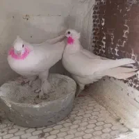 کبوتر جمله|پرنده|میناب, |دیوار