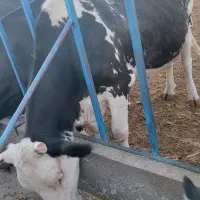 گاو شیرده 5 ماه آبستن