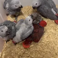 جوجه کاسکو،کاکادو،آرا،ماکائو،ملوکان