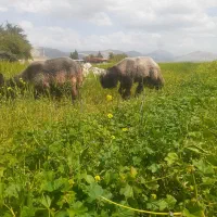 یه جفت کوه قوچ روزگاری ته سوز به شرط