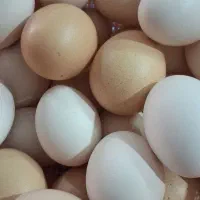 تخم مرغ محلی دو زرده