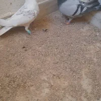 کبوتر|پرنده|فسا, |دیوار