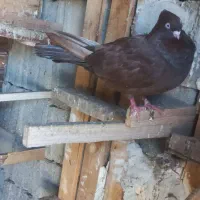 فروش صرب امیدیه جایزان