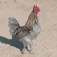 خروس محلی اصیل