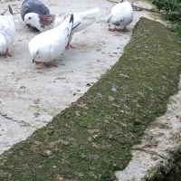 کبوترر|پرنده|شفت, |دیوار