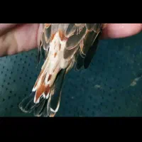 جفت اورنج و دو ماده کیفیت بالا|پرنده|چمران, |دیوار