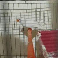 پرنده ها|پرنده|زاهدان, |دیوار