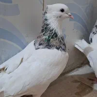 سه عدد کبوتر طوقی هفترنگ