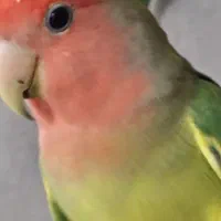 خرید و فروش طوطی برزیلی