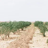 ۸۰۰۰مترباغ پسته|فروش دفتر صنعتی، کشاورزی، تجاری|قم, یزدان‌شهر|دیوار