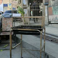 فروش ملنگو نر  اهلی اهلی  ۱۰ماهه.|پرنده|سردشت, |دیوار