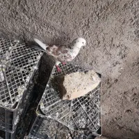 کبوتر پشتار