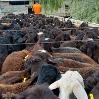 فروش ۳۰۰راس بره افشاری لاغر مناسب برای پرواربندی