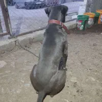 سگ پیتبول ( پیت بول ) رنگ خاص بلو|سگ|شیراز, باجگاه|دیوار