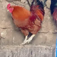 خروس و مرغ و غاز محلی طبیعی|حیوانات مزرعه|مشگین شهر, |دیوار