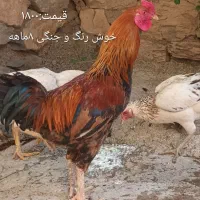 خروس دورگه
