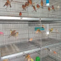 قناری فروشی