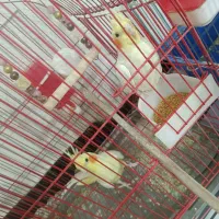 دوعدد عروس هلندی نر و ماده