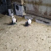نرو ماده پشتی بردار|پرنده|شیراز, شهرک پردیس|دیوار