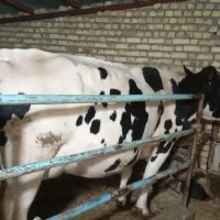 گاو آبستن درجه یک