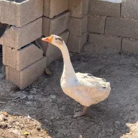 غاز نر دورگ جوان