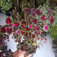 حسن یوسف پُر شاخ و برگ|گل و گیاه طبیعی|قم, نیروگاه|دیوار