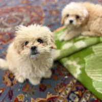 سگ شیتزو|سگ|اراک, |دیوار