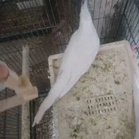 فروش عروس هلندی البینو ماده|پرنده|فامنین, |دیوار