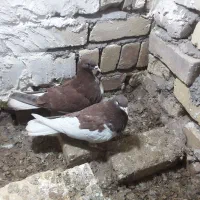 کبوتر بدرنگ|پرنده|شال, |دیوار