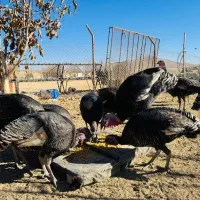 بوقلمون 7ماهه|حیوانات مزرعه|ازنا, |دیوار